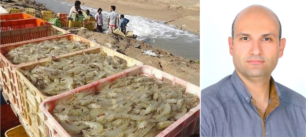رئیس پژوهشکده میگوی کشور: طرح ملی مزارع الگویی شیلات اجرا می‌شود